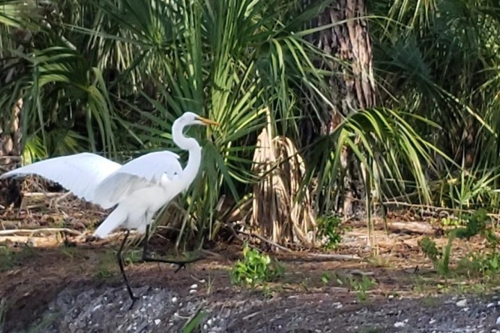 a bird standing in front of a palm tree