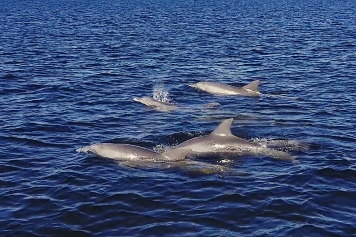 an animal swimming in the water