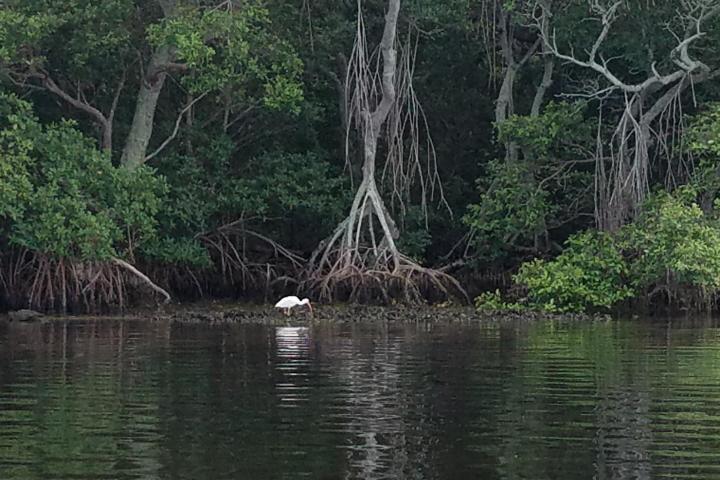a tree next to a body of water