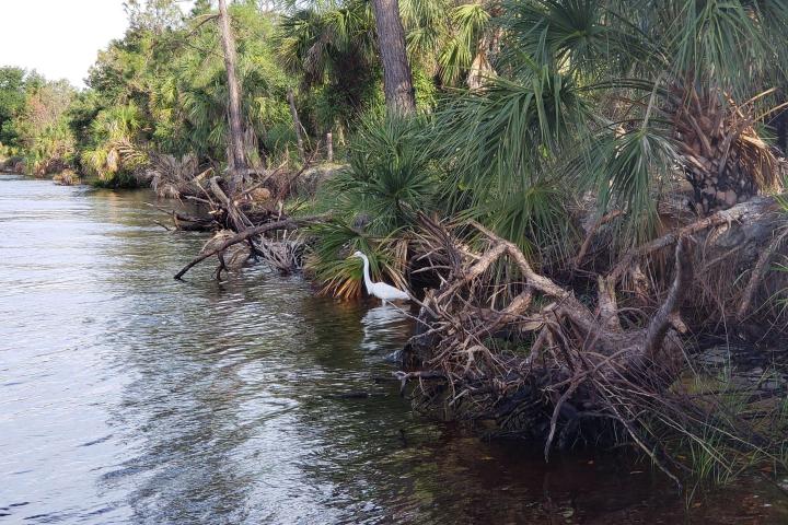 a body of water surrounded by trees