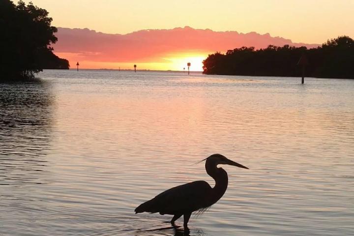 a bird sitting on top of a body of water