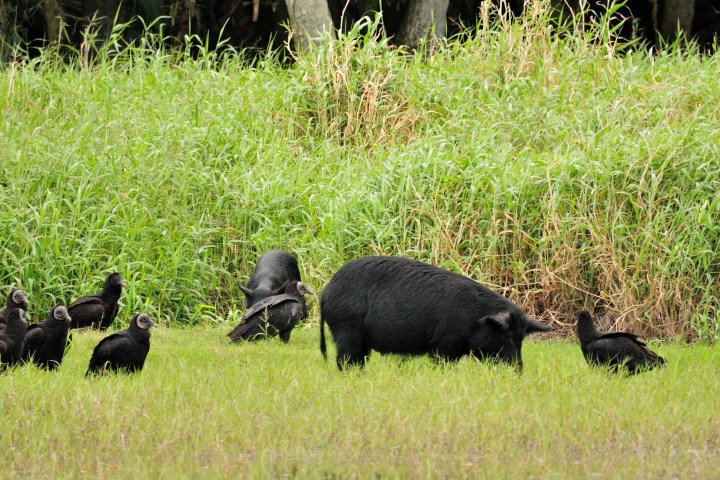 a black bear walking across a lush green field