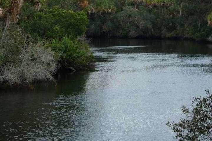 a body of water surrounded by trees