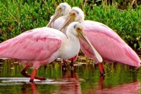 a bird that is standing in the water