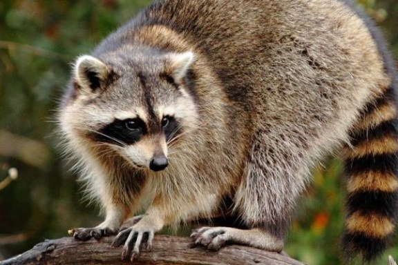 a raccoon sitting on a branch